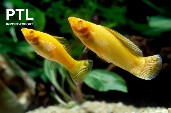 PTL-S003 SAILFIN MOLLY YELLOW TH(1)